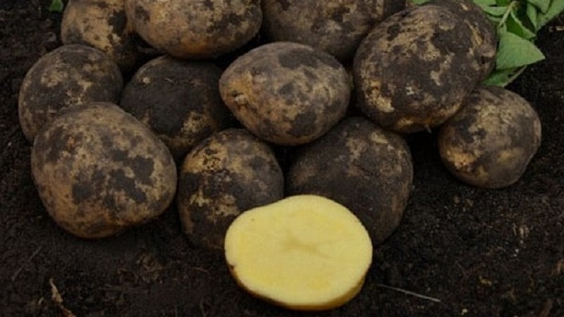 Mid-early high-yield potato Santa