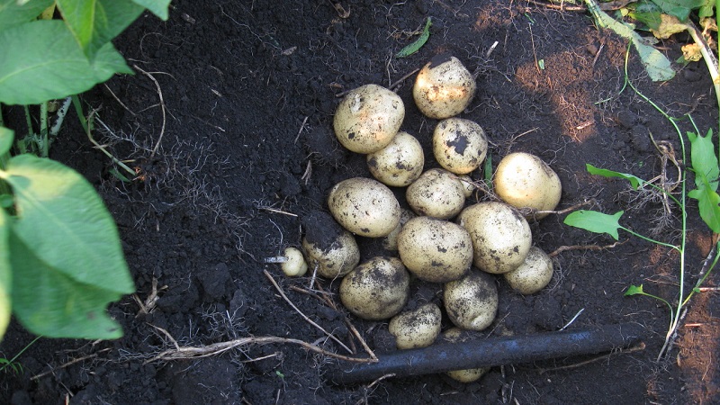 Mid-early high-yield potato Santa