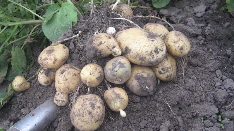 Mid-early high-yield potato Santa