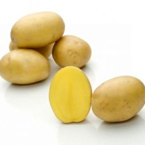 Medium early high-yielding potato variety with strong immunity Belmondo