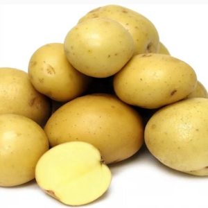 Medium early high-yielding potato variety with strong immunity Belmondo