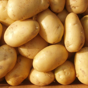 Medium early high-yielding potato variety with strong immunity Belmondo