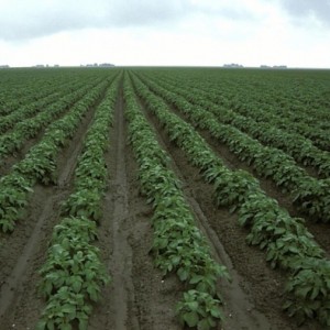 Medium early high-yielding potato variety with strong immunity Belmondo
