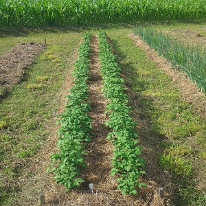 Medium early high-yielding potato variety with strong immunity Belmondo