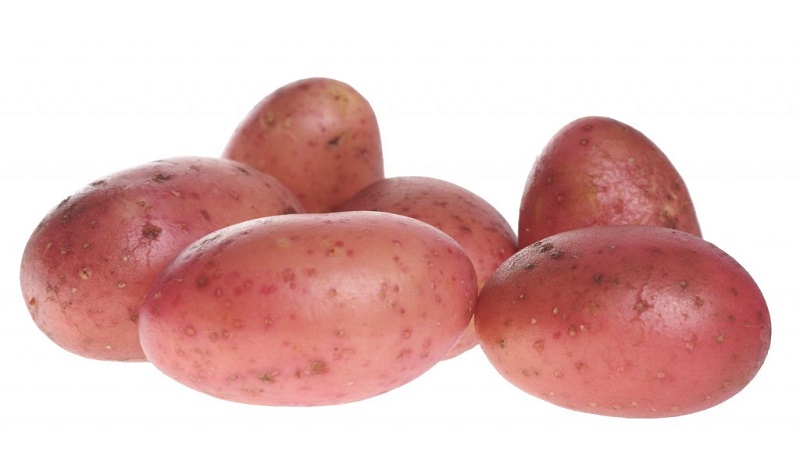 Mid-season potato variety Ryabinushka with pinkish peel
