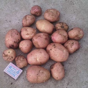 Mid-season potato variety Ryabinushka with pinkish peel