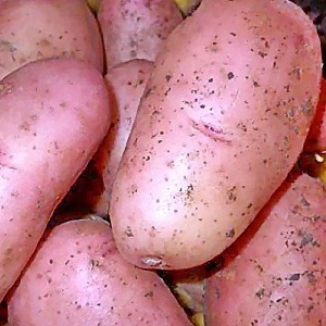 Mid-season potato variety Ryabinushka with pinkish peel