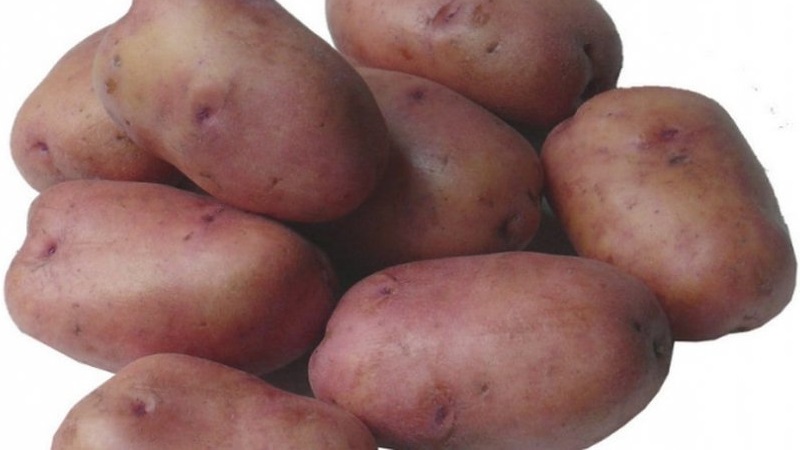Mid-season potato variety Ryabinushka with pinkish peel