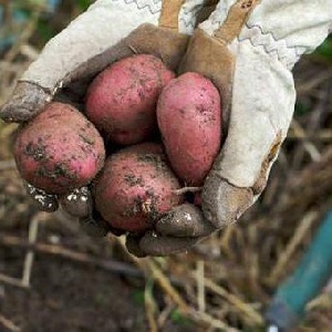 Mid-season potato variety Ryabinushka with pinkish peel
