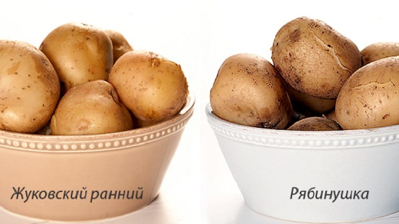 Mid-season potato variety Ryabinushka with pinkish peel