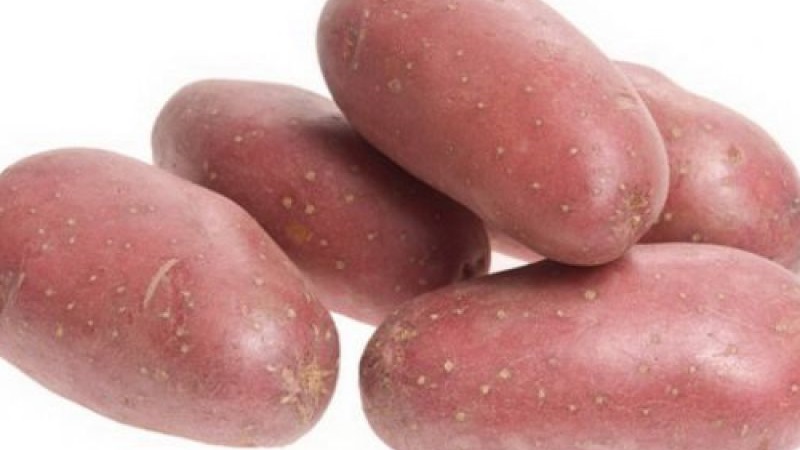 Mid-season potato variety Ryabinushka with pinkish peel