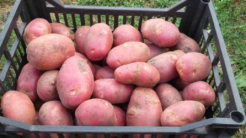 Mid-season potato variety Ryabinushka with pinkish peel