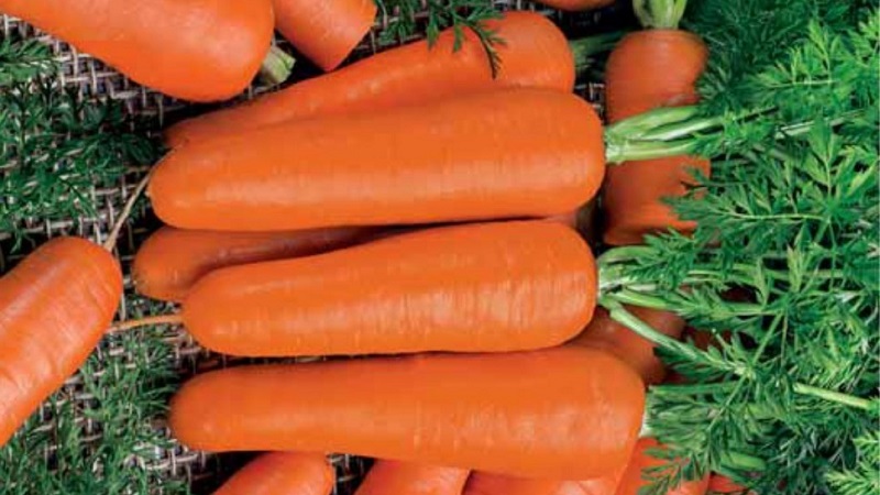 Mid-season carrot variety with high yield: Moscow winter A 515