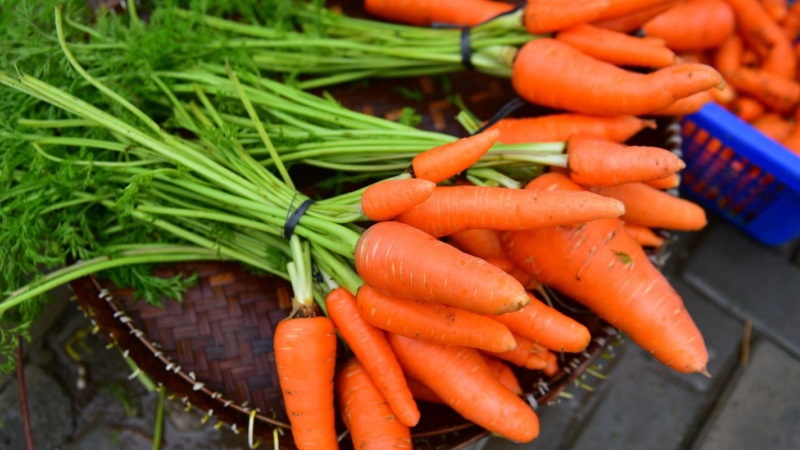 Mid-season carrot variety with high yield: Moscow winter A 515