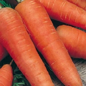 Mid-season carrot variety with high yield: Moscow winter A 515