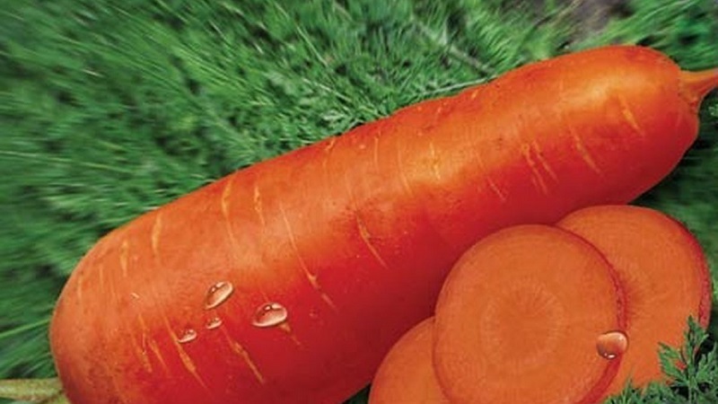 Mid-season carrot variety with high yield: Moscow winter A 515
