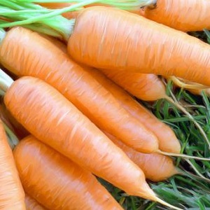 Mid-season carrot variety with high yield: Moscow winter A 515