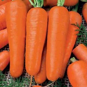 Mid-season carrot variety with high yield: Moscow winter A 515