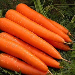 Mid-season carrot variety with high yield: Moscow winter A 515
