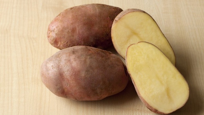 Mid-season table potato variety Zdabytak with elongated oval tubers