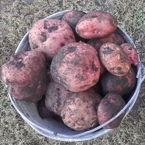 Mid-season table potato variety Zdabytak with elongated oval tubers