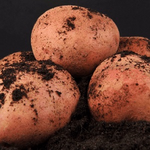 Mid-season table potato variety Zdabytak with elongated oval tubers