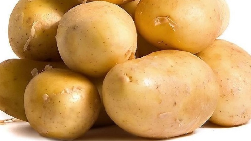 Table potato Krepish for a temperate climate