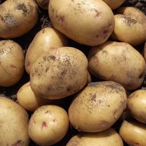 Table potato Krepish for a temperate climate
