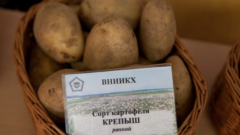 Table potato Krepish for a temperate climate