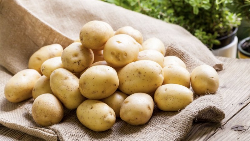 Table potato Krepish for a temperate climate