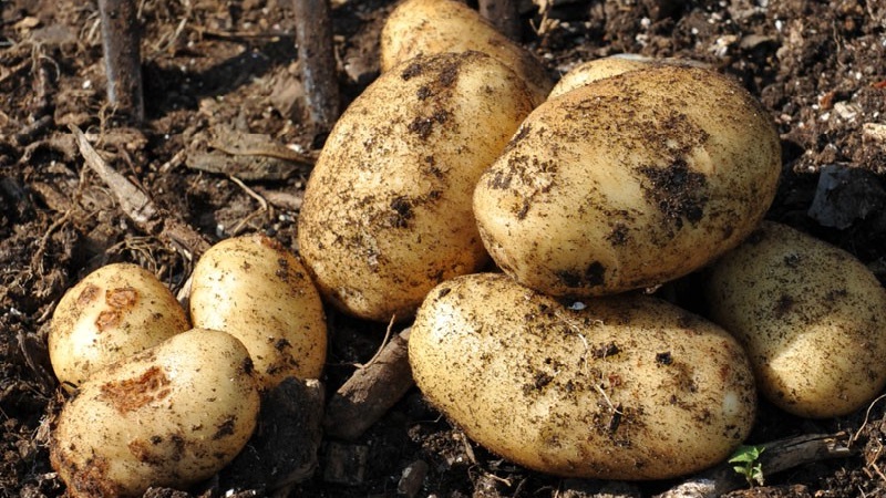 Table potato Krepish for a temperate climate