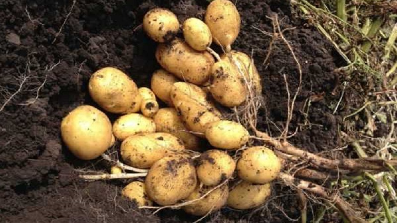Table potato Krepish for a temperate climate