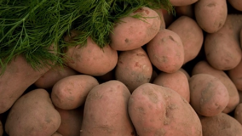 Resistant and productive variety of table potatoes Vector by Belarusian breeders
