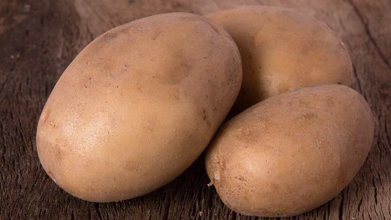 Resistant and productive variety of table potatoes Vector by Belarusian breeders