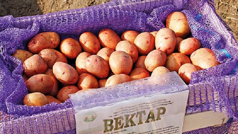 Resistant and productive variety of table potatoes Vector by Belarusian breeders
