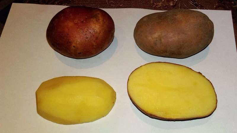 Resistant and productive variety of table potatoes Vector by Belarusian breeders