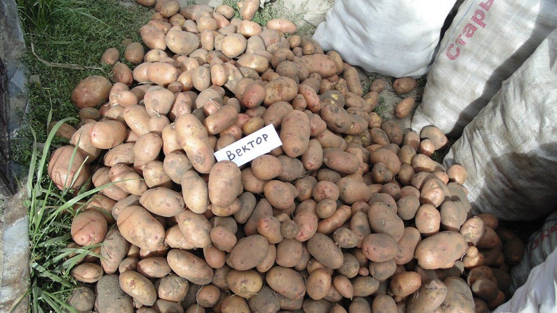 Resistant and productive variety of table potatoes Vector by Belarusian breeders