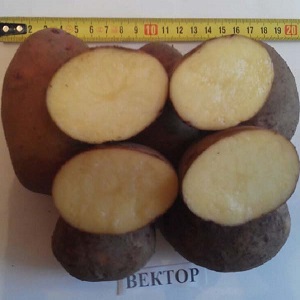 Resistant and productive variety of table potatoes Vector by Belarusian breeders