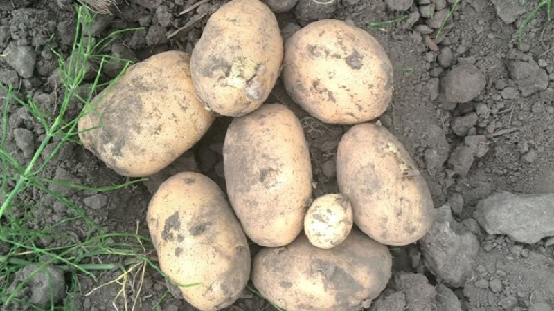Resistant and productive variety of table potatoes Vector by Belarusian breeders