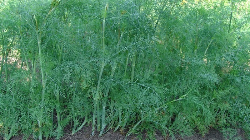 Dill is a vegetable or not: characteristics and description of the plant