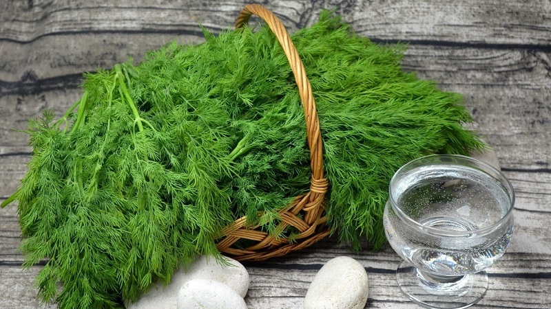 Dill is a vegetable or not: characteristics and description of the plant