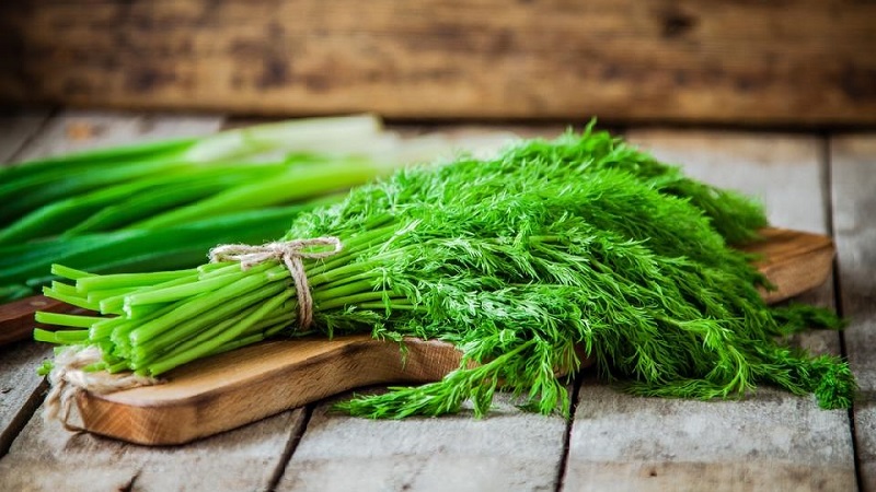 Dill is a vegetable or not: characteristics and description of the plant