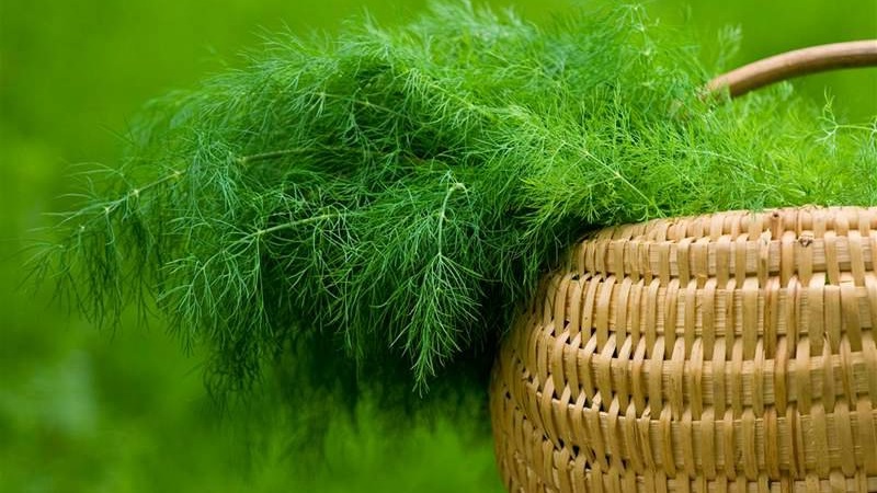 Dill is a vegetable or not: characteristics and description of the plant