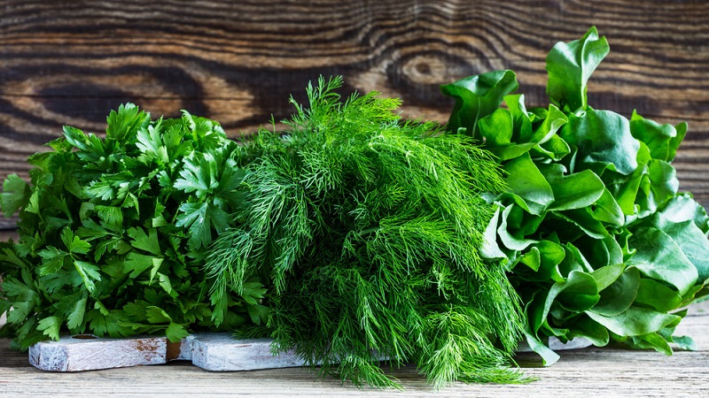 Dill is a vegetable or not: characteristics and description of the plant