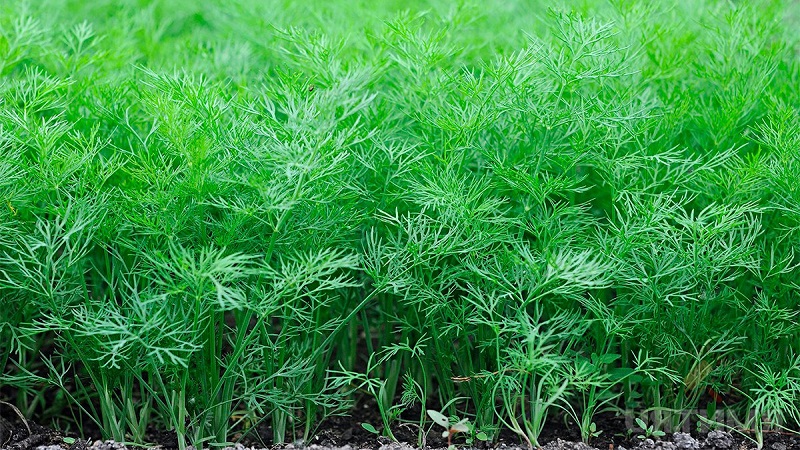 Dill is a vegetable or not: characteristics and description of the plant