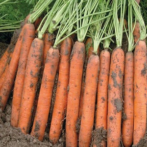 Ultra-early, unpretentious hybrid of Napoli f1 carrots