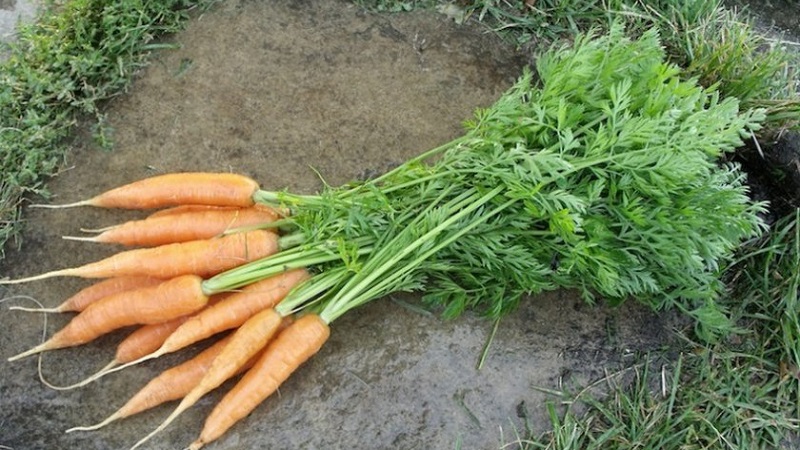 Ultra-early, unpretentious hybrid of Napoli f1 carrots