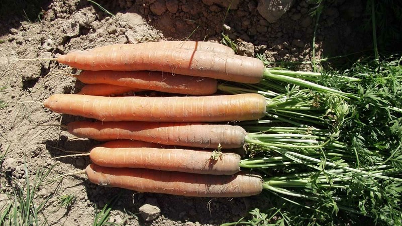 Ultra-early, unpretentious hybrid of Napoli f1 carrots