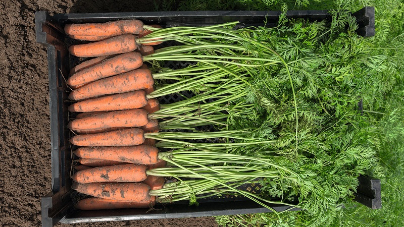 Ultra-early, unpretentious hybrid of Napoli f1 carrots