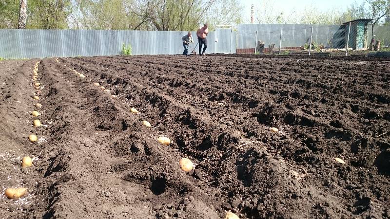 Unpretentious potato variety Early morning: even beginners can grow